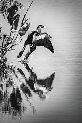 Wall Art featuring the photograph Anhinga-34B by Sally Fuller