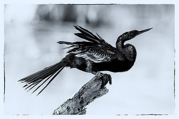 Wall Art featuring the photograph Anhinga 47C by Sally Fuller