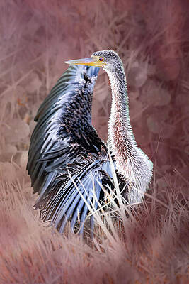 Feather Wall Art featuring the photograph Anhinga 50B by Sally Fuller