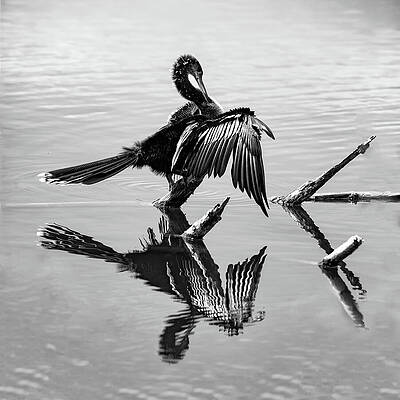 Wall Art featuring the photograph Anhinga 70B by Sally Fuller