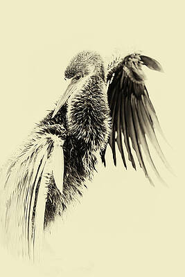 Elegant Bird with Outstretched Wing Wall Art