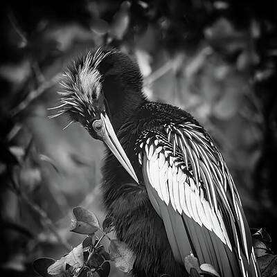 Elegant Bird in Monochrome Wall Art