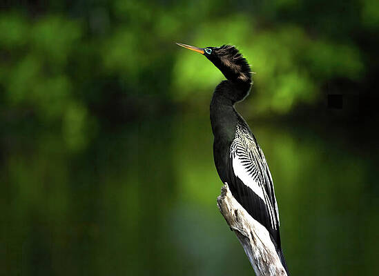 Wall Art featuring the photograph Anhinga Royale by Rebecca Herranen