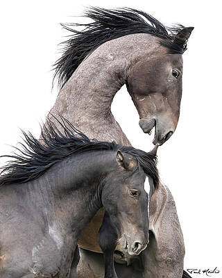 Arizona Photograph - Animals As Art. by Paul Martin