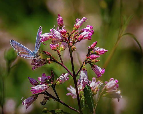 Flower Photograph - Anna's Blue On Dogbane by Tim Lyden