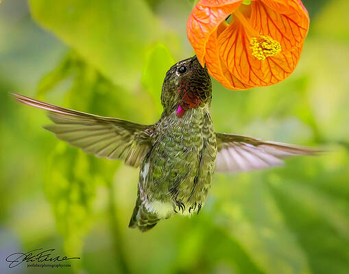 Wing Photograph - Anna's Hummingbird And Chinese Lantern by Joe Fisher