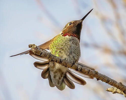 Branch Wall Art featuring the photograph Anna's Hummingbird by Joe Fisher