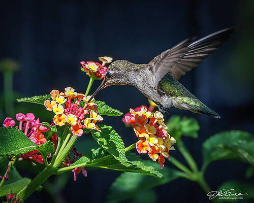 Wing Photograph - Anna's Hummingbird On Lantana by Joe Fisher