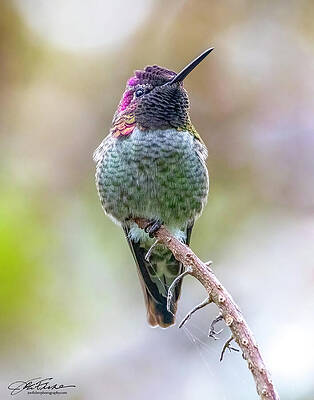 Branch Wall Art featuring the photograph Anna's Hummingbird Portrait by Joe Fisher