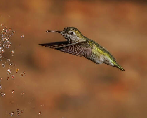 Wing Photograph - Anna's Hummingbird Water Play by Joe Fisher