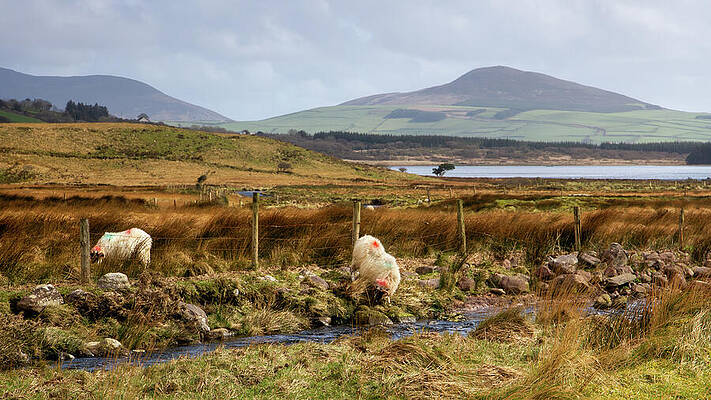 Landscape Photograph - Annascaul Ovine Tranquility by Mark Callanan