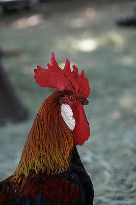 Wall Art featuring the photograph Another Handsome Fella by Richard Reeve
