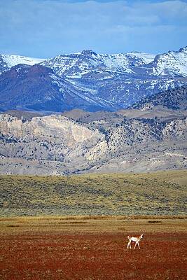 Wildlife Photograph - Antelope #2 by Alden White Ballard