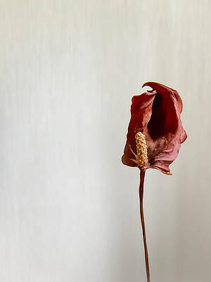 Petal Wall Art featuring the photograph Anthurium by Anorel