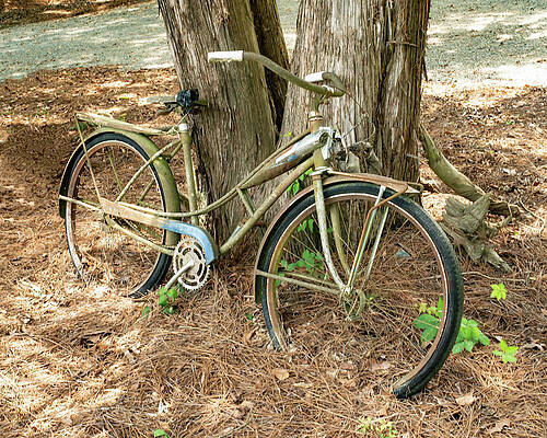 Transportation Photograph - Antique Bicycle By A Tree by Flees Photos