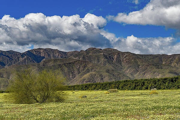 Flower Wall Art featuring the photograph Anzo Borrego Desert State Park And Wildflowers by Bonnie Colgan