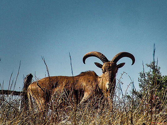 Animal Photograph - Aoudad Sheep by Rene Vasquez