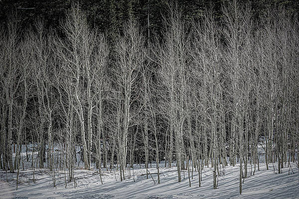 Colorado Photograph - Apen Designs by Douglas Wielfaert