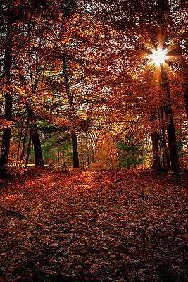 Jeff Folger Massachusetts Fall Foliage Wall Art