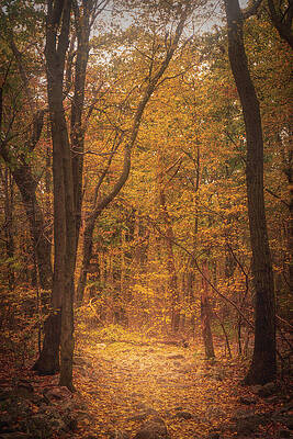 Fall Photograph - Appalachian Trail Stony Path In The Fall by Jason Fink
