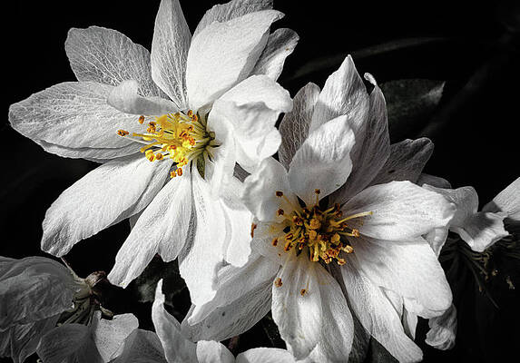 Photograph - Apple Blossom by Steven Nelson