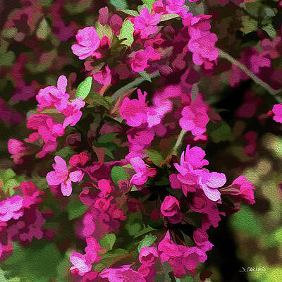 Tree Photograph - Apple Blossoms by Jim Carlen