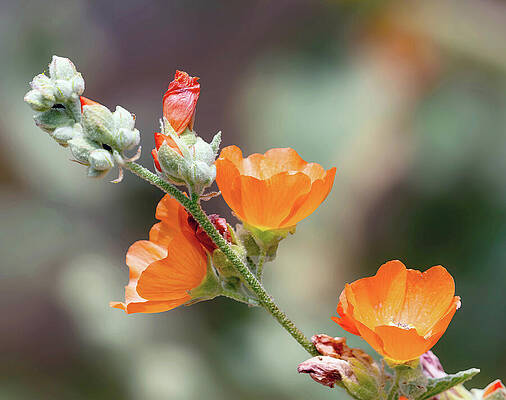 Wall Art featuring the photograph Apricot Mallow by Joe Schofield