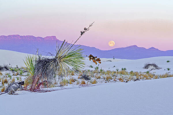Wall Art featuring the photograph April 2020 Moonset Over White Sands by Alain Zarinelli