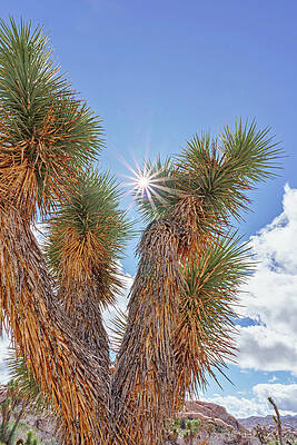 Wall Art featuring the photograph April 2021 Joshua Tree by Alain Zarinelli