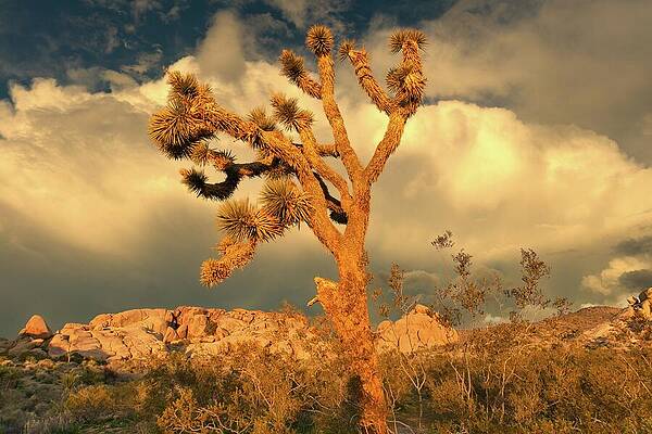 Landscape Photograph - April 2025 Joshua Tree Sunset by Alain Zarinelli