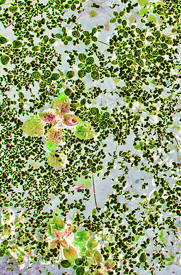 Wall Art featuring the digital art Aquatic Plants - Beaver Pond by Bruce Block