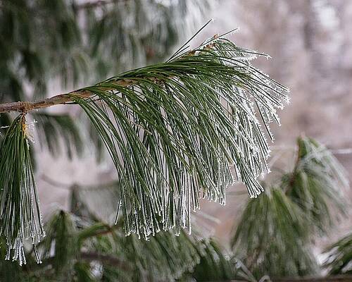 Wall Art featuring the photograph Arboretum Hoar Frost 7 by Steven Ralser