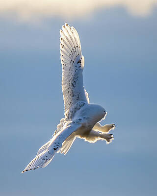 Natural Wall Art featuring the photograph Arctic Acrobat by James Overesch