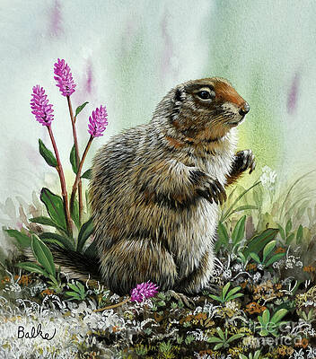 Nature Wall Art featuring the painting Arctic Ground Squirrel by Don Balke