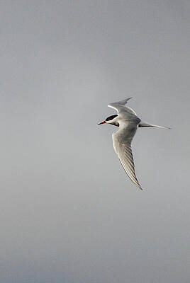 Wall Art featuring the photograph Arctic Tern In Flight In Svalbard #2 by Nancy Gleason