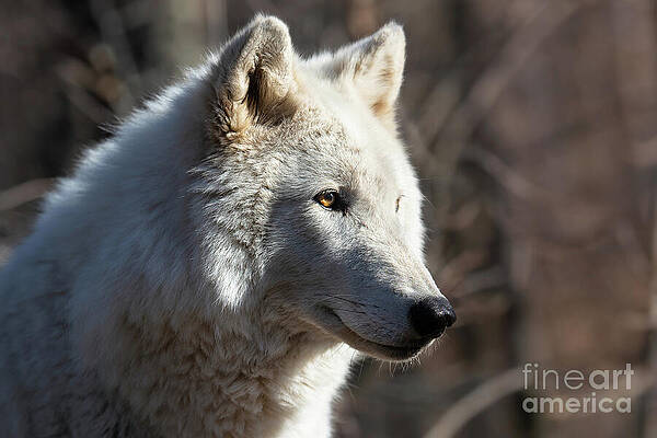 Wall Art featuring the photograph Arctic Wolf - Portrait by Rehna George