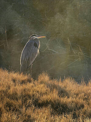 Wall Art featuring the photograph Ardea Herodias by Mary Lee Dereske