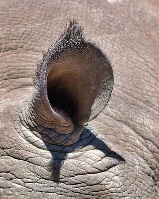 Nature Photograph - Are You Listening by American Landscapes