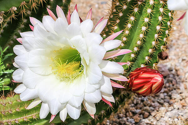 Desert Wall Art featuring the photograph Argentine Giant Cactus Bloom by Dawn Richards