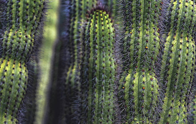 Beautiful Photograph - Arizona Organ Pipe Cactus, AZ by Abbie Warnock