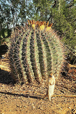 Arizona Photograph - Arizona Rodent Posing by Tatiana Travelways