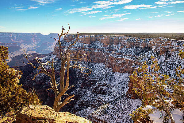 Cloud Wall Art featuring the photograph Dead Tree At The Grand Canyon by Ed Clark