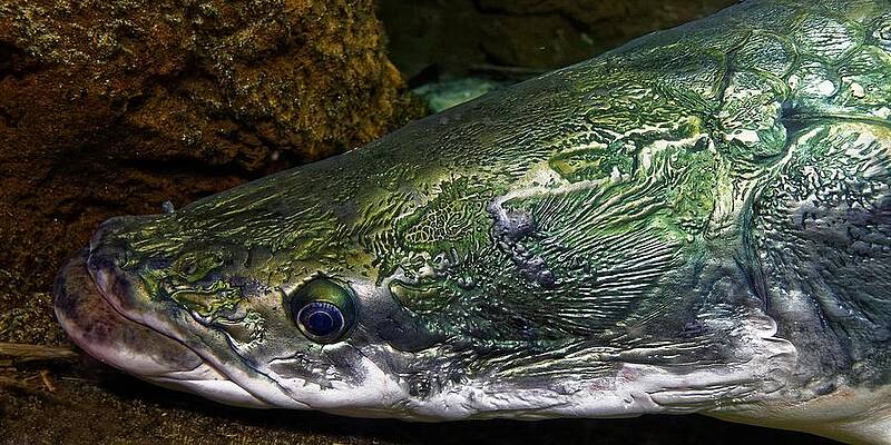 Wildlife Wall Art featuring the photograph Armored Arapaima by KJ Swan