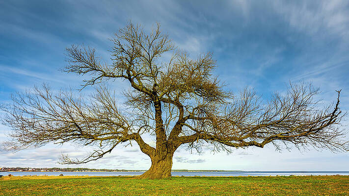 Tree Photograph - Arms Wide Open by David Fountain