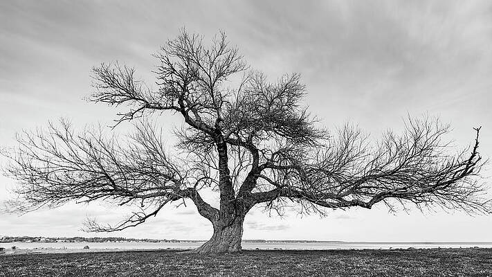 Nature Wall Art featuring the photograph Arms Wide Open In Black And White by David Fountain
