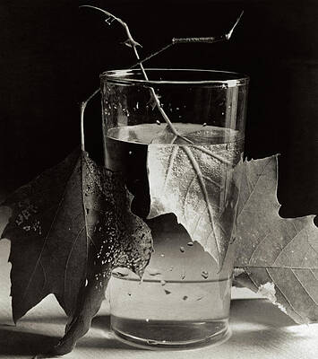 Glass and Leaves Still Life Wall Art