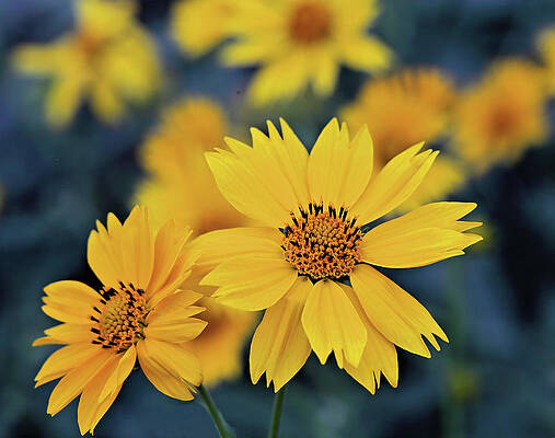 Wildflower Photograph - Arnica Flowers by Bob Falcone