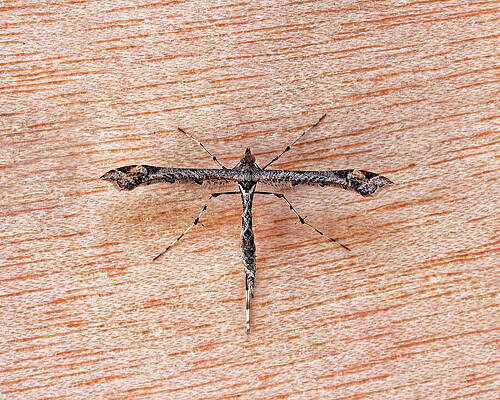 Natural Wall Art featuring the photograph Artichoke Plume Moth by KJ Swan