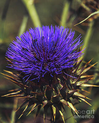 Garden Photograph - Purple Globe Artichoke Thistle Flower by Abigail Diane Photography