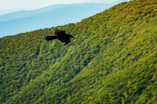 Mountain Photograph - As The Crow Flies Again by David Fountain